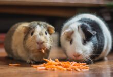 two guinea pigs eating carrot