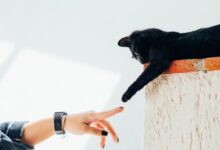 woman and cat joining hands