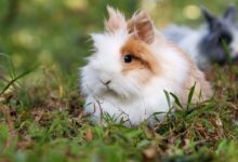 white and brown rabbit on grass fields