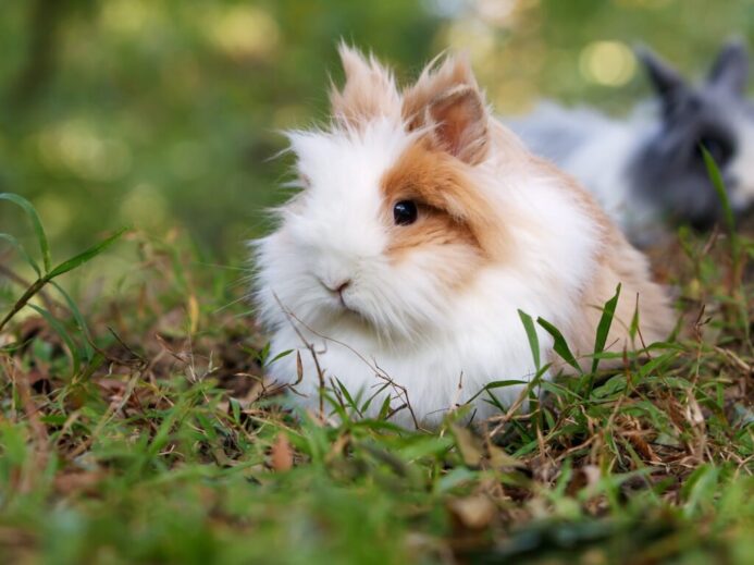 white and brown rabbit on grass fields