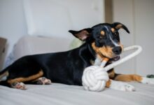 black and tan short coat medium sized dog lying on white textile