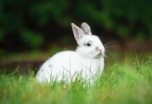 white rabbit on green grass during daytime