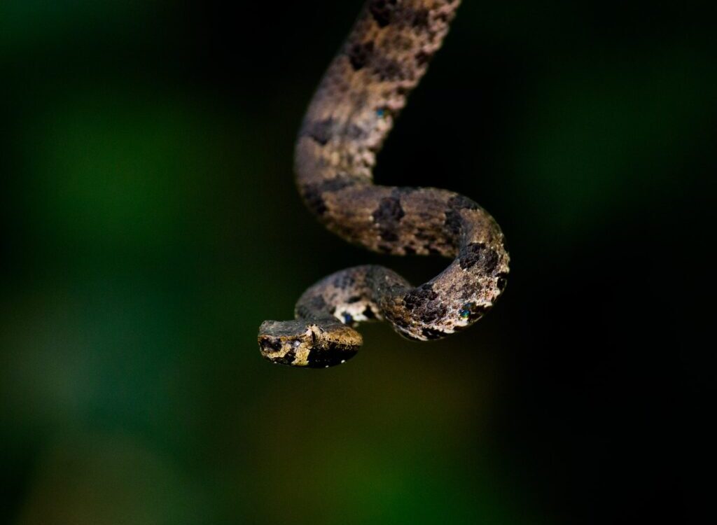 brown and black snake in tilt shift lens