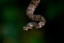 brown and black snake in tilt shift lens