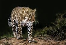 leopard on grass