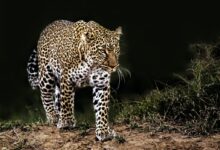 leopard on grass