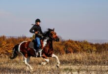 person riding on horse