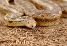 brown snake
