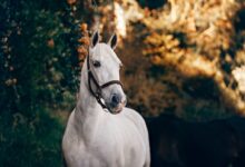 white horse standing near plant