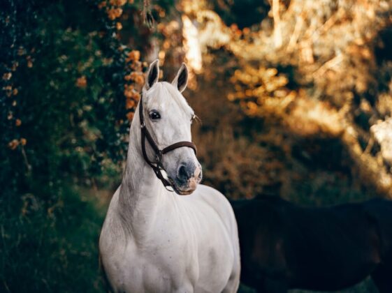 white horse standing near plant