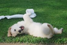 white puppy rolling on green grass