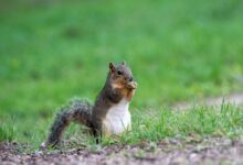 brown squirrel on green grass during daytime