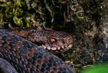 brown and black snake