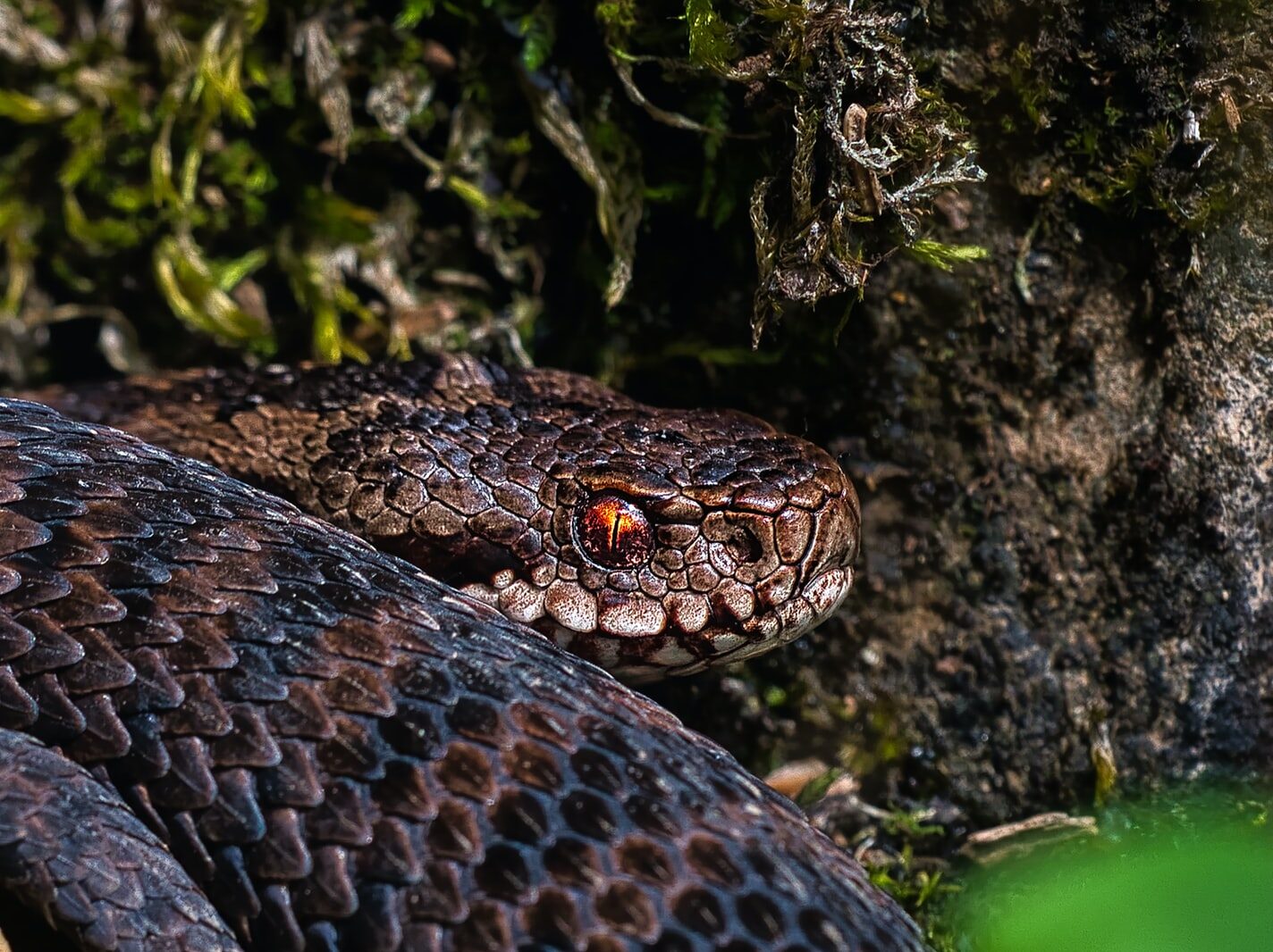 brown and black snake