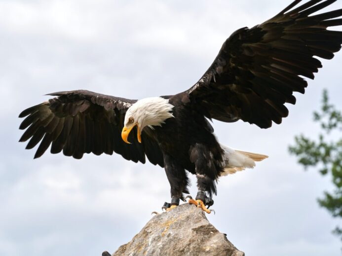black and white eagle on gray rock during daytime