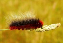 red and black worm