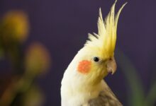 selective focus photography of yellow cockatiel