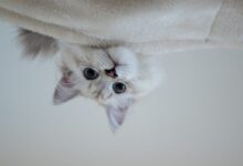 white cat on white textile