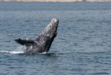 black whale during daytime