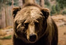 brown bear