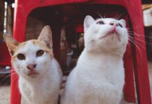 two white cats sitting under red monobloc chair