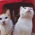 two white cats sitting under red monobloc chair