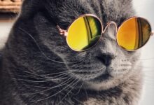 Russian blue cat wearing yellow sunglasses
