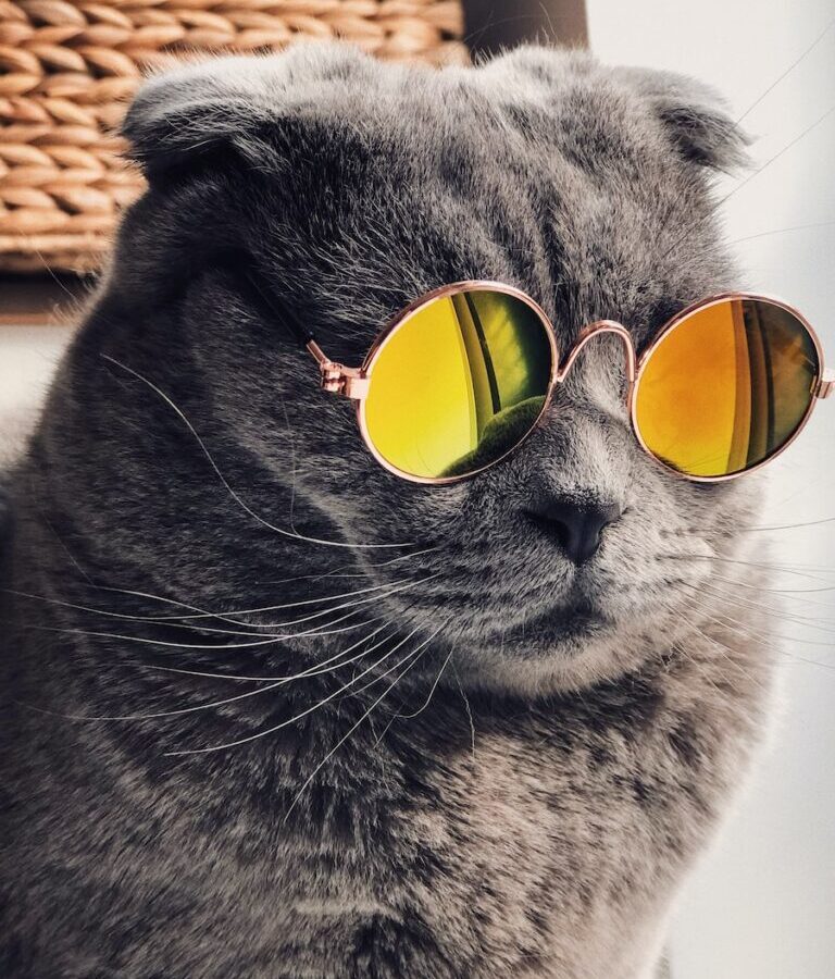 Russian blue cat wearing yellow sunglasses