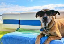 brown dog wearing sunglasses on blue textile