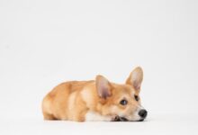 brown and white short coated dog lying on white surface