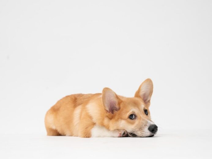 brown and white short coated dog lying on white surface