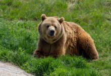 brown bear on green grass field during daytime