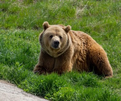 brown bear on green grass field during daytime