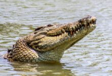 crocodile in body of water during day