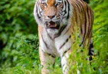 Tiger Walking on Green Plants During Daytime