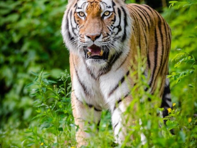 Tiger Walking on Green Plants During Daytime