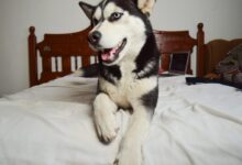 black and white husky on white bed