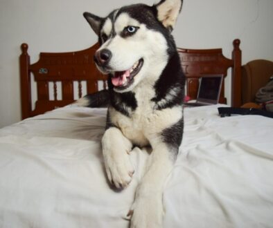 black and white husky on white bed