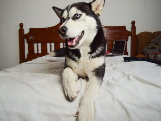 black and white husky on white bed