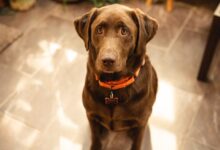 brown short coated dog sitting on white floor tiles