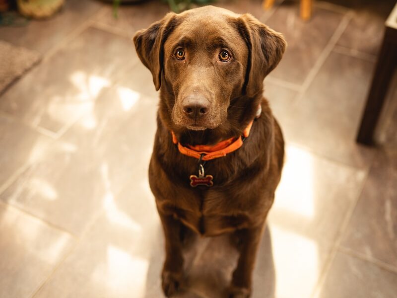 brown short coated dog sitting on white floor tiles