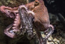 edmondlafoto