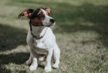 white and brown jack russell terrier puppy sitting on green grass field during daytime