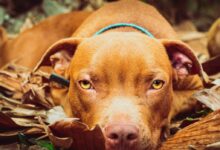 Brown Short Coated Dog Lying on Ground