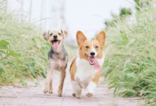 pembroke welsh corgi and brown dog running between grasses