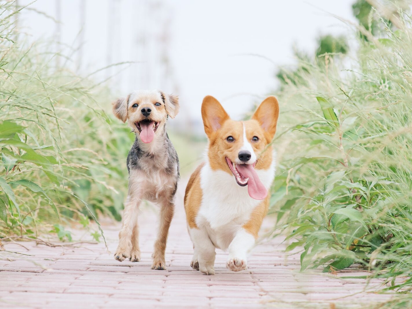 pembroke welsh corgi and brown dog running between grasses