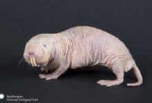 Meghan Murphy, Smithsonian's National Zoo