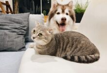 grey tabby cat beside short-coat brown and white dog