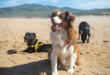 Brown and White Long Coated Dog Standing on Brown Sand