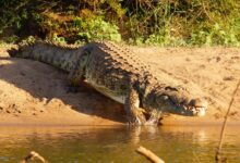 crocodile on body of water during daytime